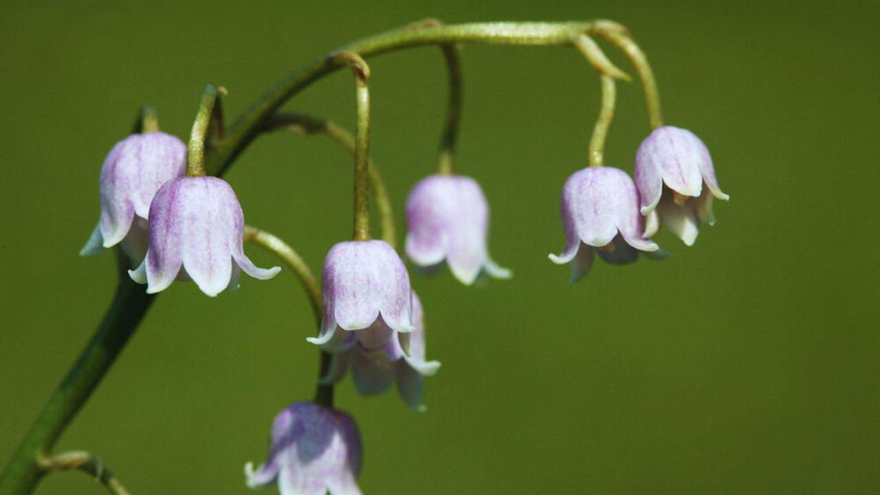 Pink Lily of the Valley convallaria majalis