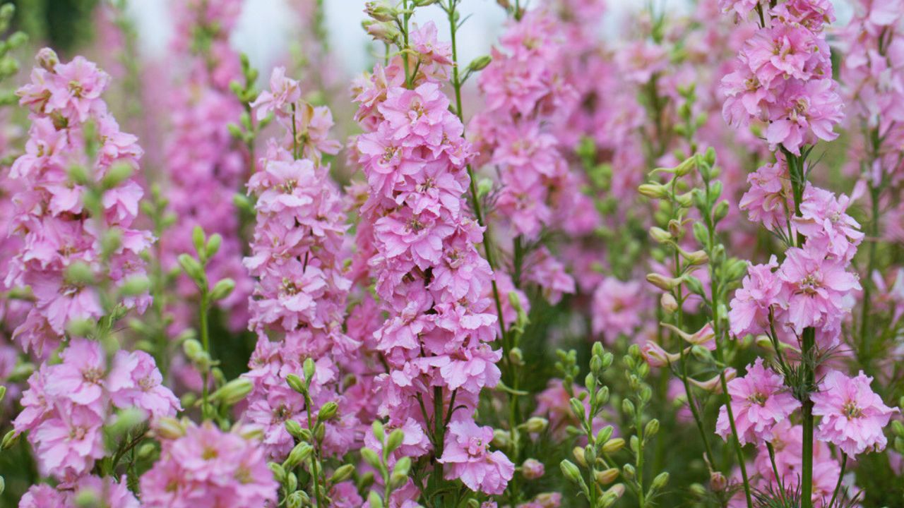 Pink and purple Delphinium Larkspur flowering plant in flower field in Britian UK of the Ranunculaceae family