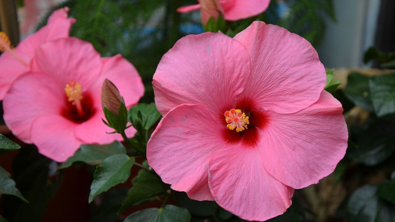 Pink hibiscus detail