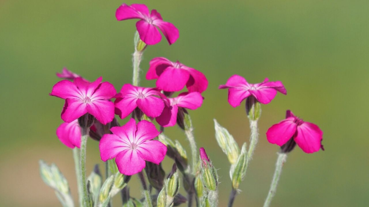 Pink rose campion flowers, Silene coronaria