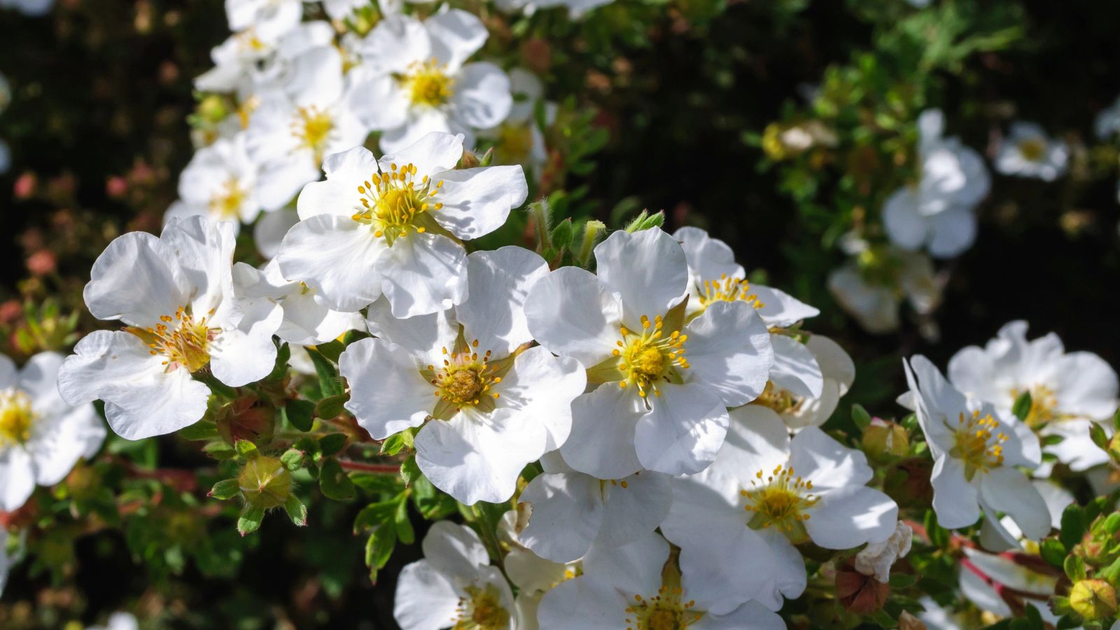 Potentilla fruticosa flowers.