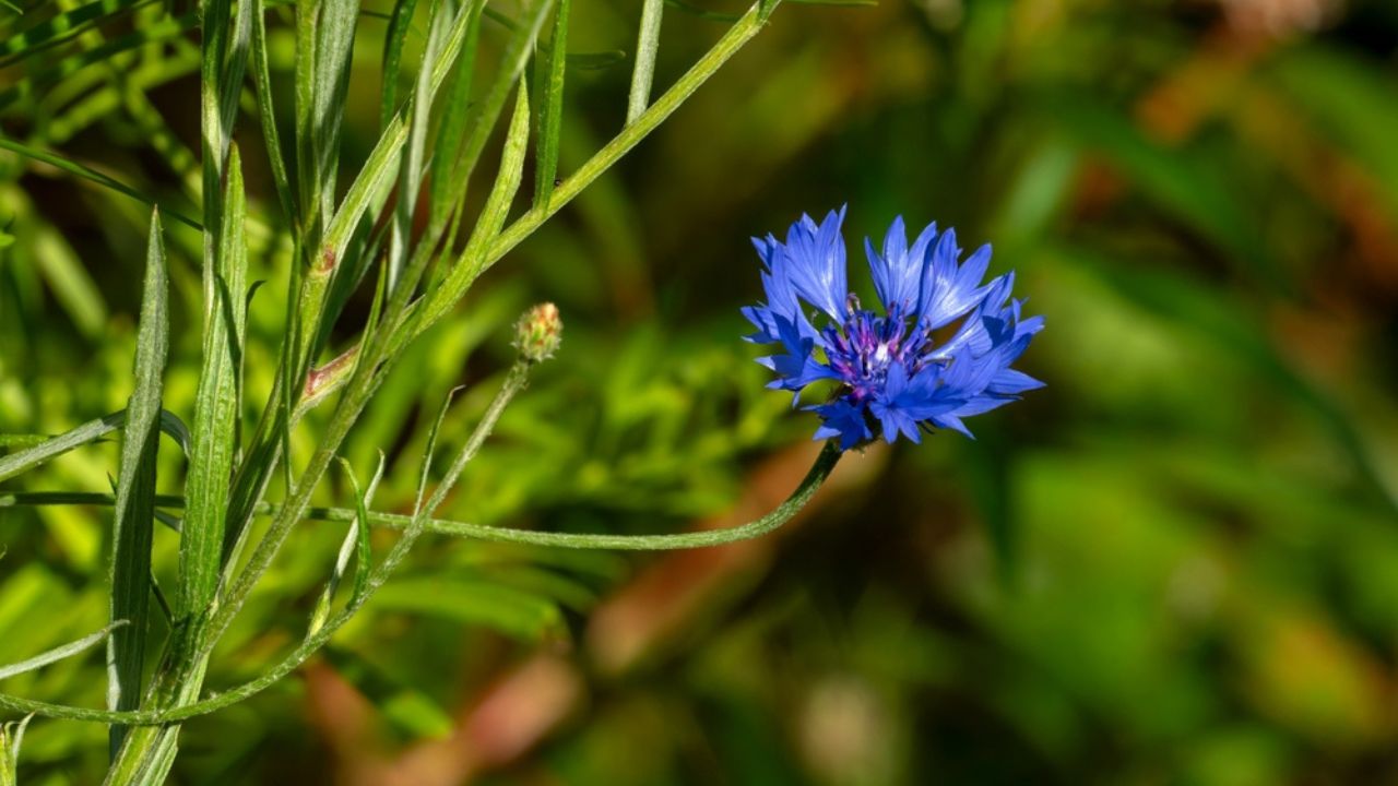Purple blanket-flower or bachelor's button bloom