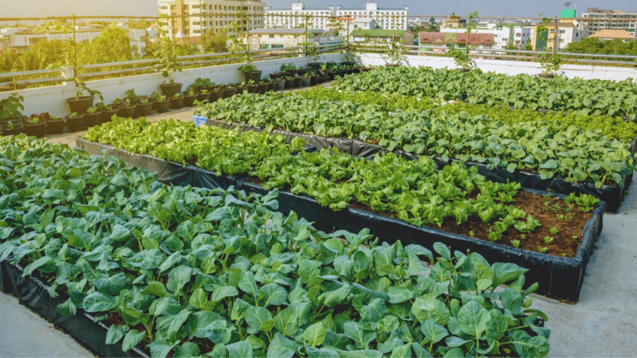 Rooftop garden, Rooftop vegetable garden, Growing vegetables on the rooftop of the building, Agriculture in urban on the rooftop of the building