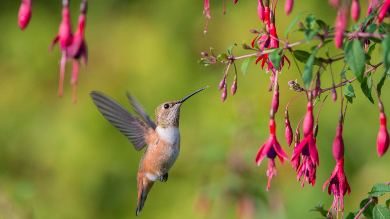 Rufous hummingbird hovers as it sips nectar from a favorite fuchsia in the garden. The young male will develop an iridescent orange throat.