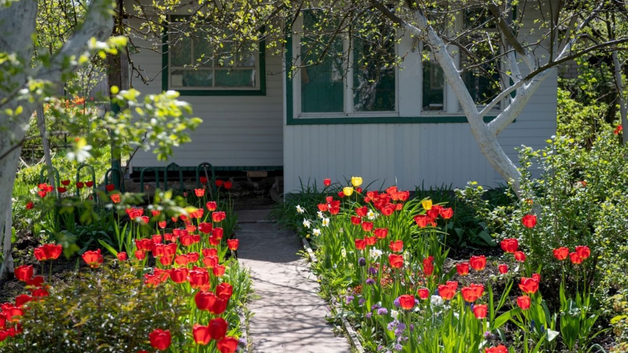 Rustic summer house in spring. Tulips along the road to the garden house, flowering trees