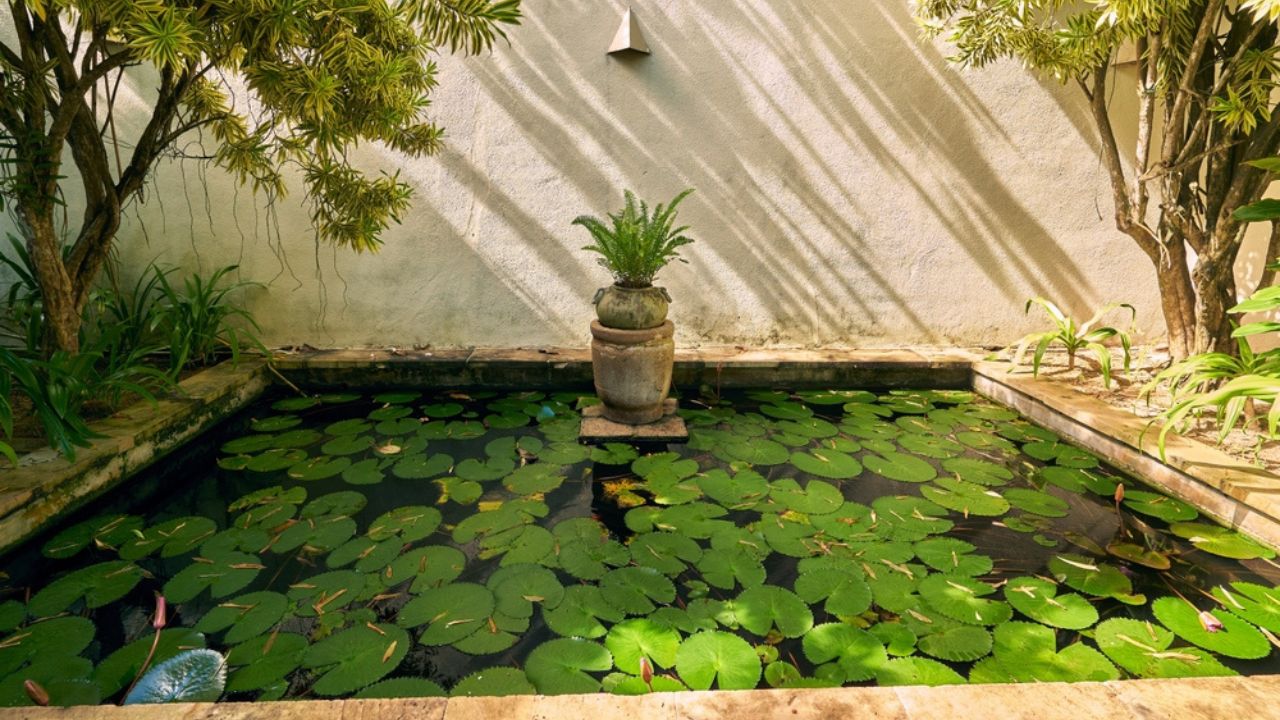 Serene garden pond with lily pads, green plants. Sunlight filters on water, tranquil atmosphere. Peaceful retreat in nature, perfect for meditation. Idyllic backyard oasis, botanical theme.
