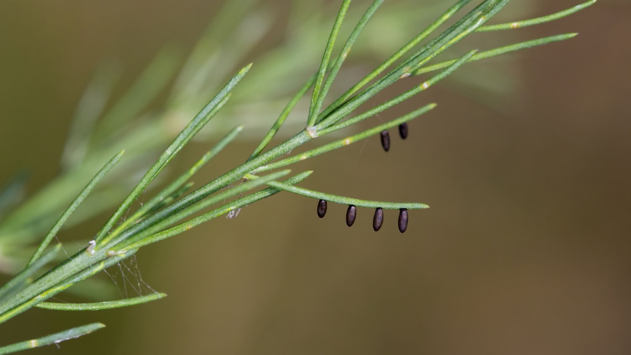 En eggs of the common asparagus beetle (Crioceris asparagi) on asparagus leafs. It is an important pest of asparagus crops.