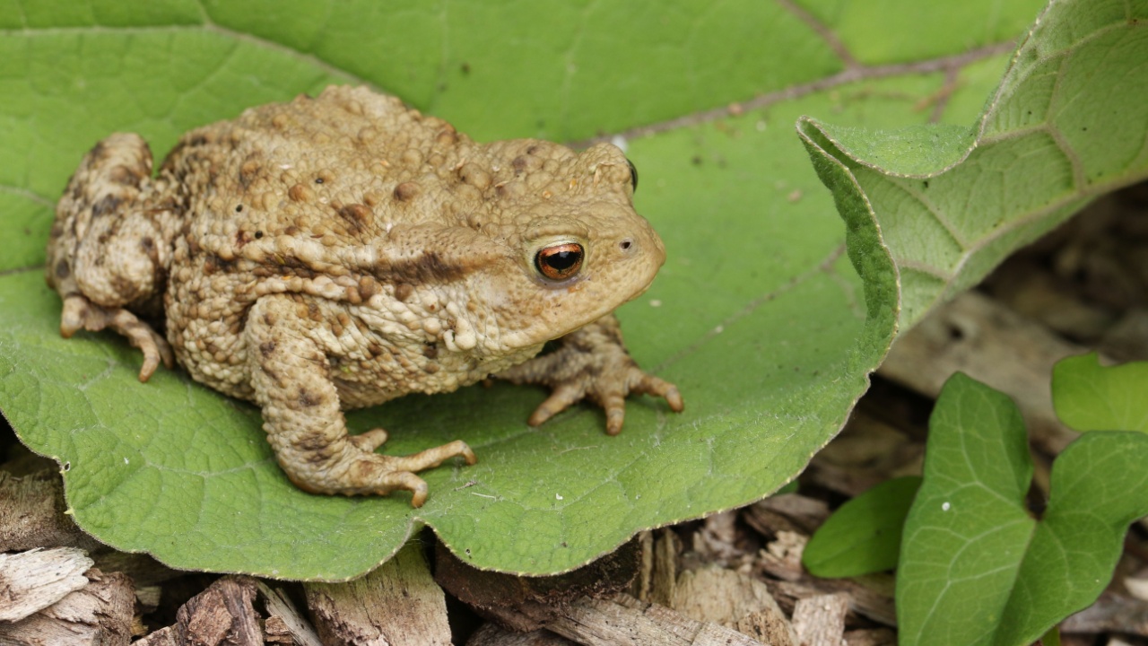A large hunting Common Toad (Bufo Bufo) sitting on a leaf.