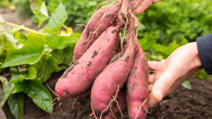 The Best Survival Garden Plants
