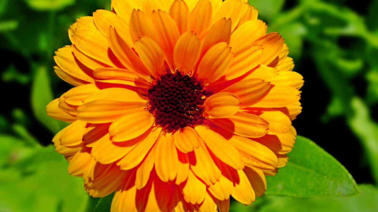 Calendula (Marigold flower) leaf on green natural summer background. Calendula medicinal plant petals, herb leaves. Calendula officinalis flower field plant. Macro herbal tea calendula plant flower