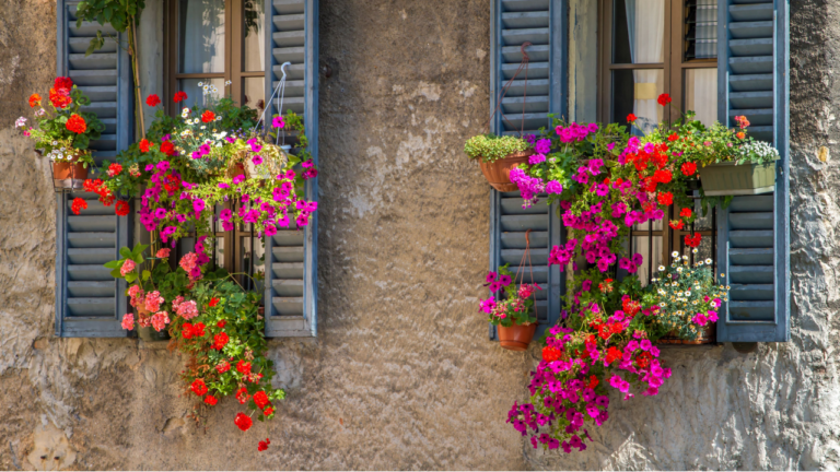 Vintage windows with open wooden shutters and fresh flowers geraniums petunias