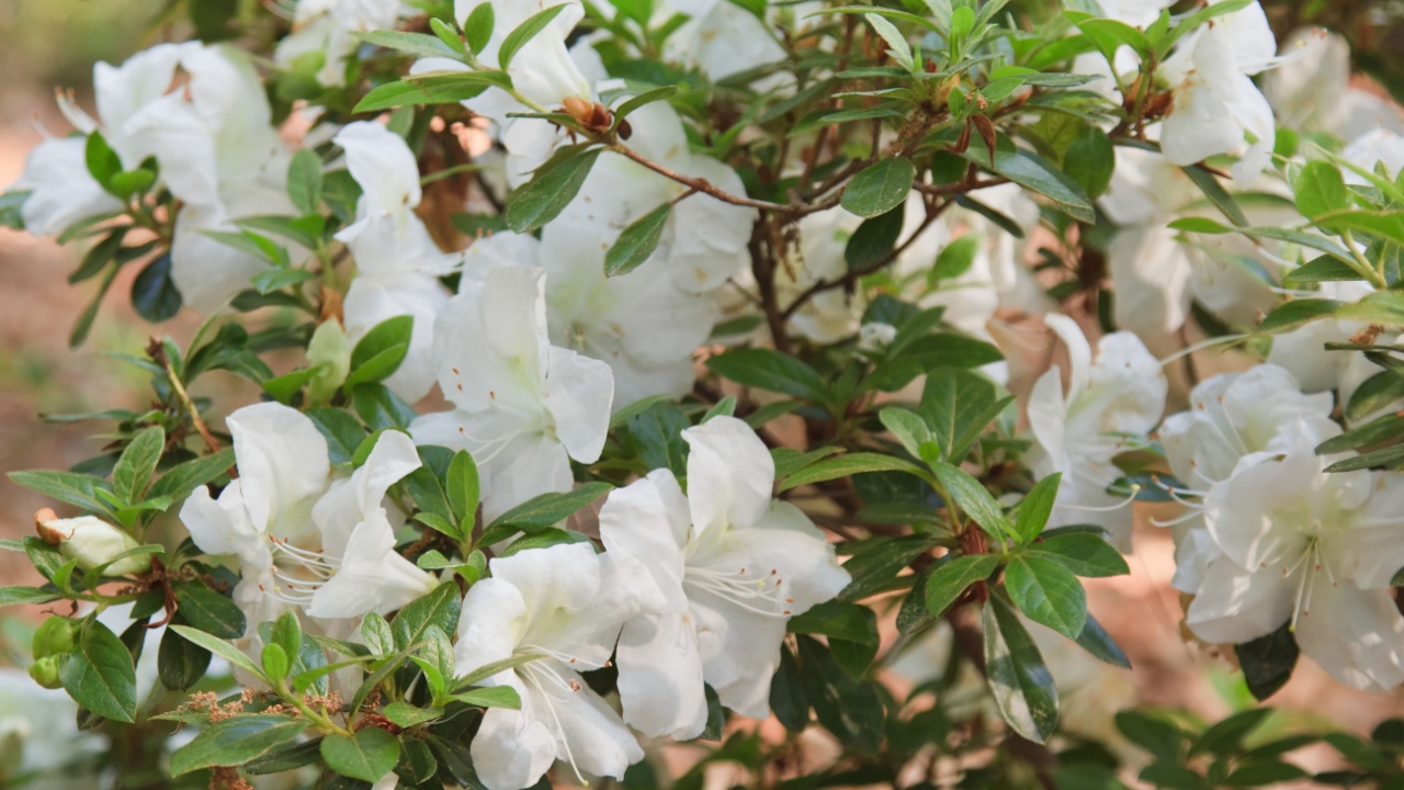 Close up of white azalea flowers in garden