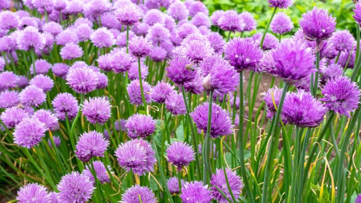 Best Edible Landscaping Ideas for a Next Level Yard
