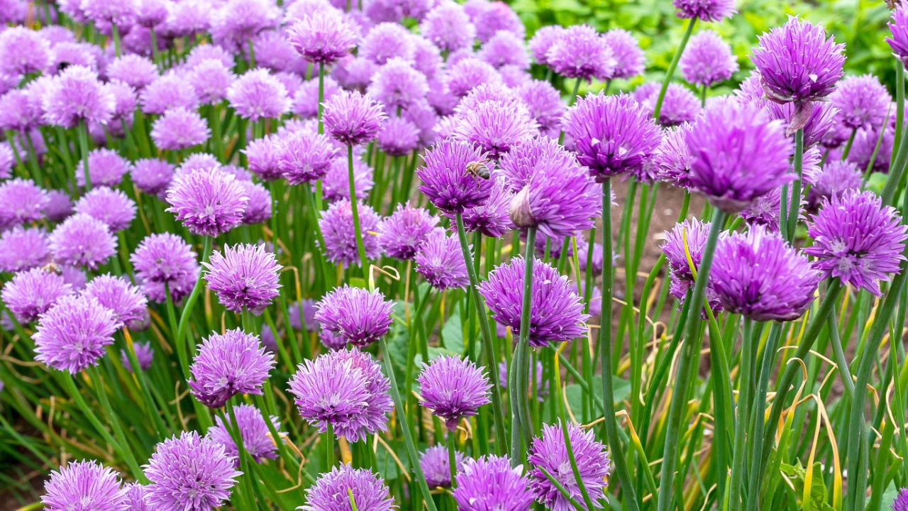 Chives, scientific name Allium schoenoprasum