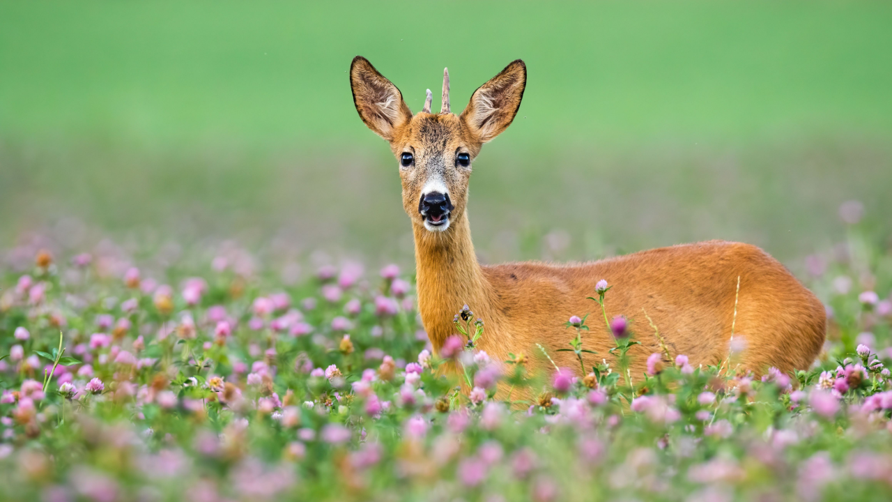 Young roe deer, capreolus capreolus, with little antlers looking from clover during the summer. Immature buck looking from flowers to the camera. Juvenile mammal standing on field.