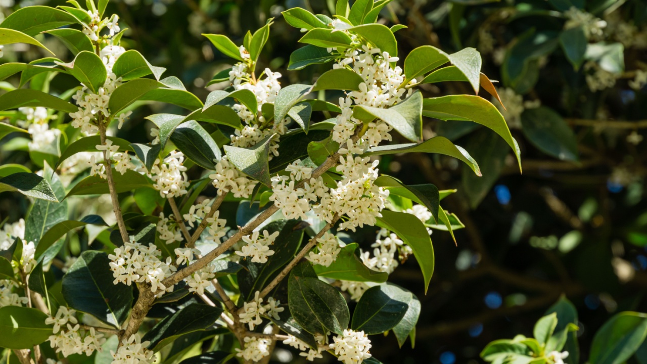 Osmanthus fragrans (sweet or fragrant olive) blossom in autumn public landscape city park Krasnodar or Galitsky park. Close-up of small and delicate white flowers. Selective focus