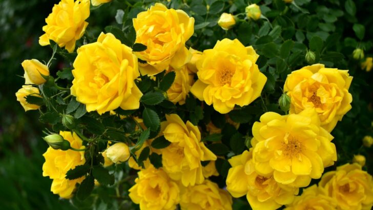 Show Stopping Yellow Flowering Shrubs