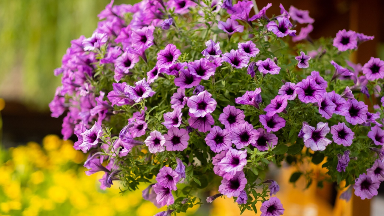 Baskets of hanging petunia flowers on balcony. Petunia flower in ornamental plant.