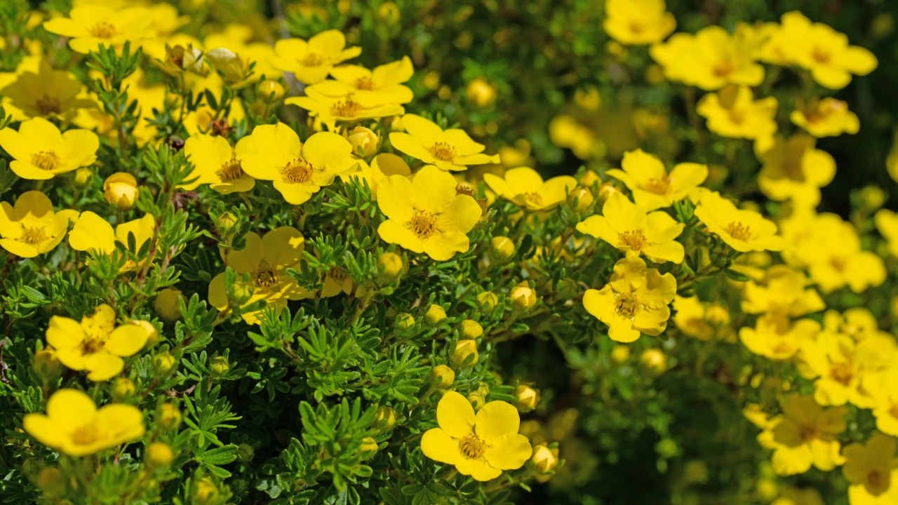 Flowering finger shrub, potentilla fruticosa yellow flower