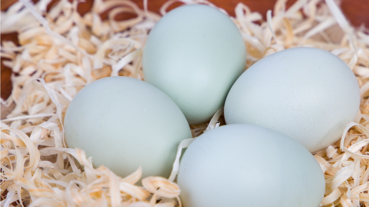 Four blue chicken eggs in a basket.