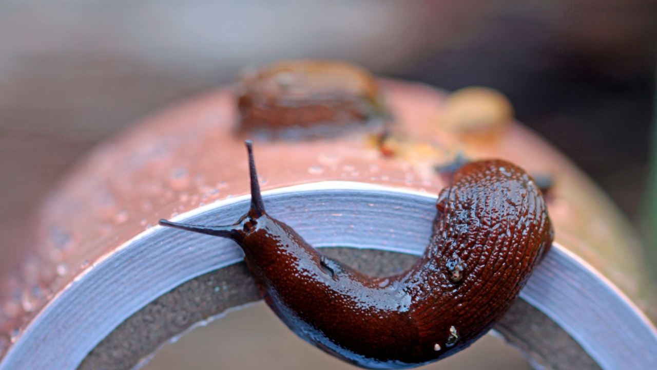 copper tape, does copper foil tape really help against snails?