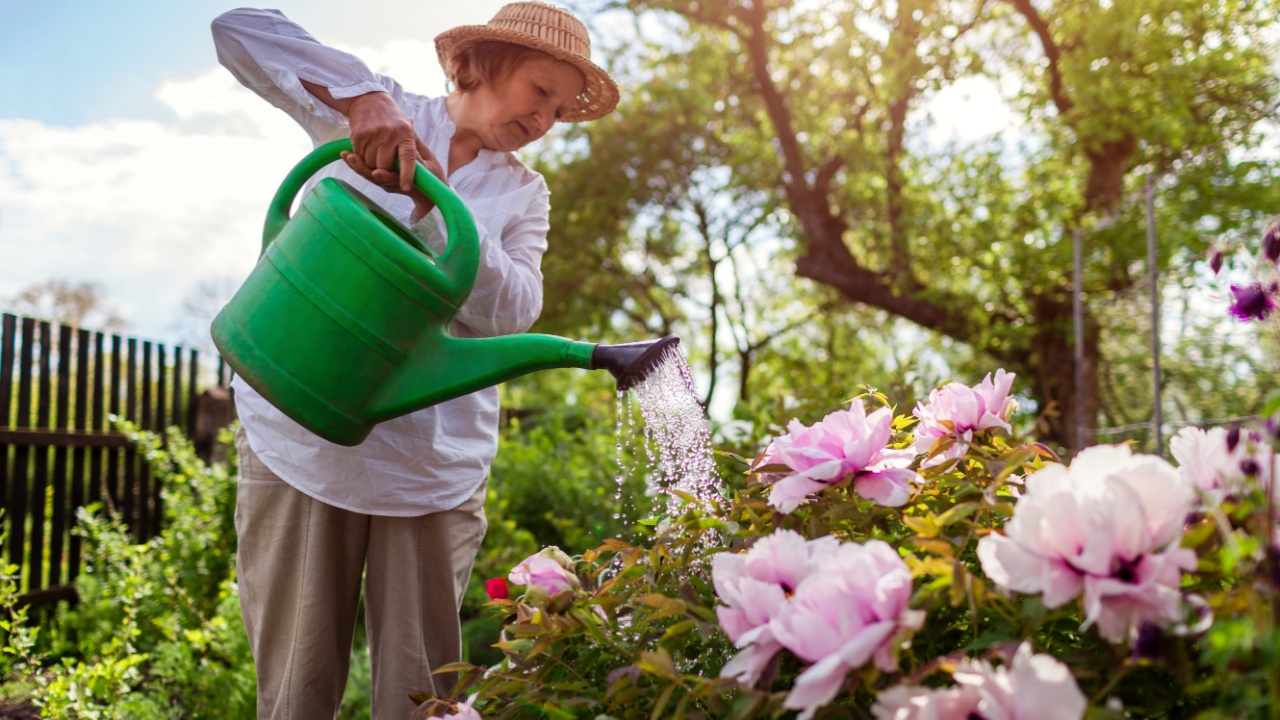 Senior woman watering tree peonies in bloom with watering can in spring garden. Gardener taking care of flowering plants