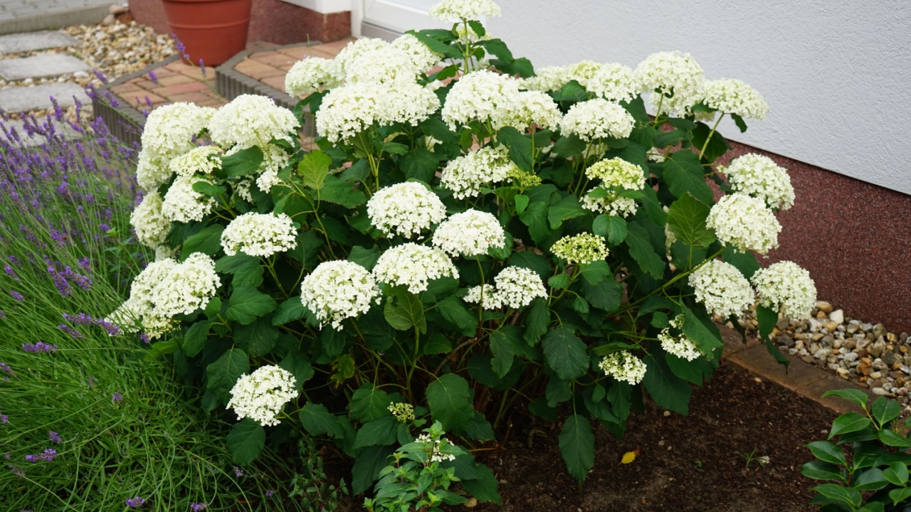 Hydrangea arborescens 'Annabelle' blooms in July. Hydrangea arborescens, smooth hydrangea, wild hydrangea, sevenbark, or in some cases, sheep flower, is a species of flowering plant.