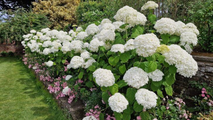 Curb Appeal Made Easy: Landscaping with Shrubs Like a Pro