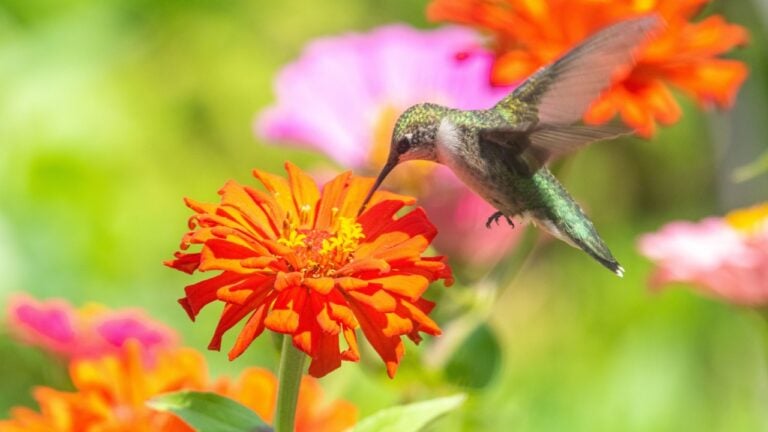 Ruby throated hummingbird sipping nectar from orange zinnia flower blooming in garden