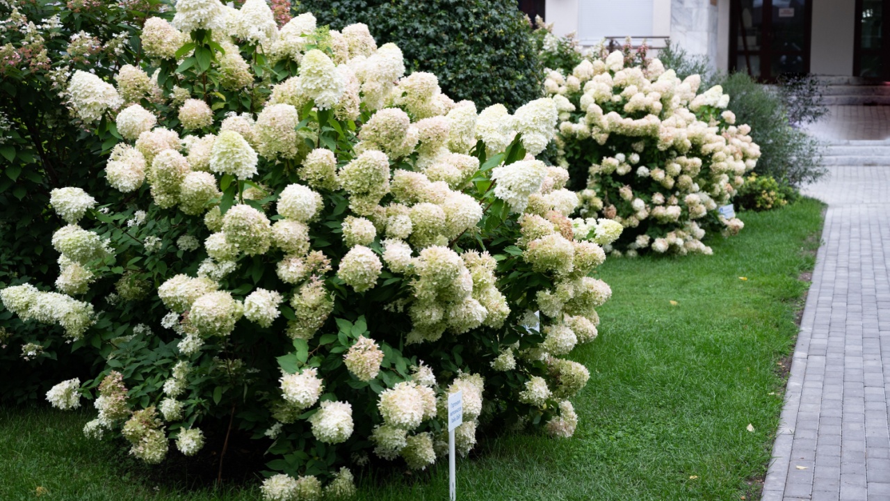 Summer private garden with blooming hydrangea Annabelle. Lush lawn edge, beautiful path. Landscape design