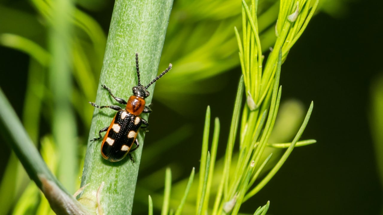 Common Asparagus Beetle - Crioceris asparagi