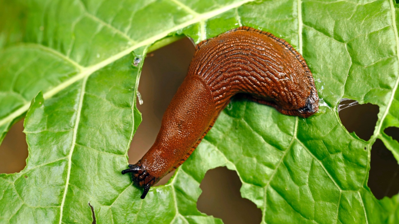 slug, arion vulgaris eating a lettuce leaf in the garden, snails damage leaves in the vegetable patch, pest on home-grown vegetables slug, arion vulgaris eating a lettuce leaf in the garden, snails damage leaves in the vegetable patch, pest on home-grown vegetables