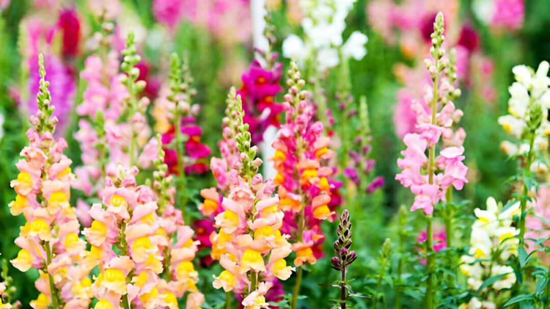 Fast Flor 21 Fast Growing Flowers That Can Add A Quick Pop Of Color Anywhere