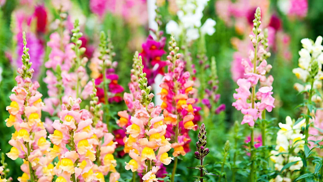 Colorful snapdragon flowers in a garden