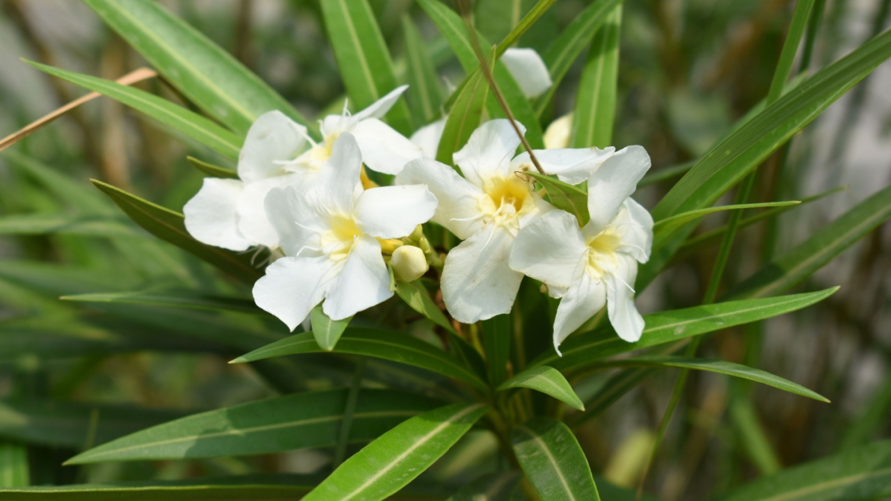 Nerium oleander in bloom, White siplicity bunch of flowers and green leaves on branches, Nerium Oleander shrub white flowers, ornamental shrub branches in daylight, bunch of flowers closeup