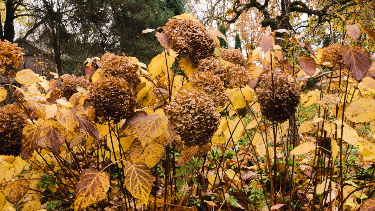 Hydrangea arborescens 'Annabelle' bushes in a round bed in autumn with yellow-brown leaves and large flower heads. In the middle of the bed, there is a Caragana arborescens. foliage