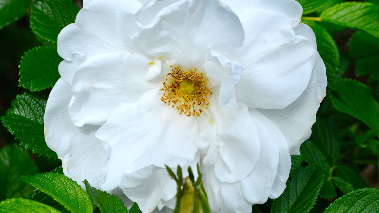 A beautiful white hybrid rugosa rose in the garden at spring time. 