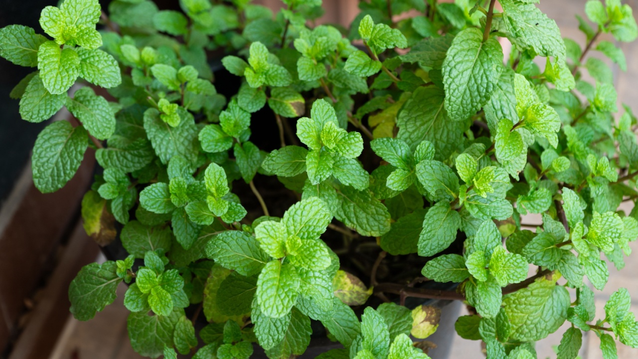 Close-up of fresh green mint growing in a plant pot in the outdoors garden. Also called Mentha spicata or Garden mint.