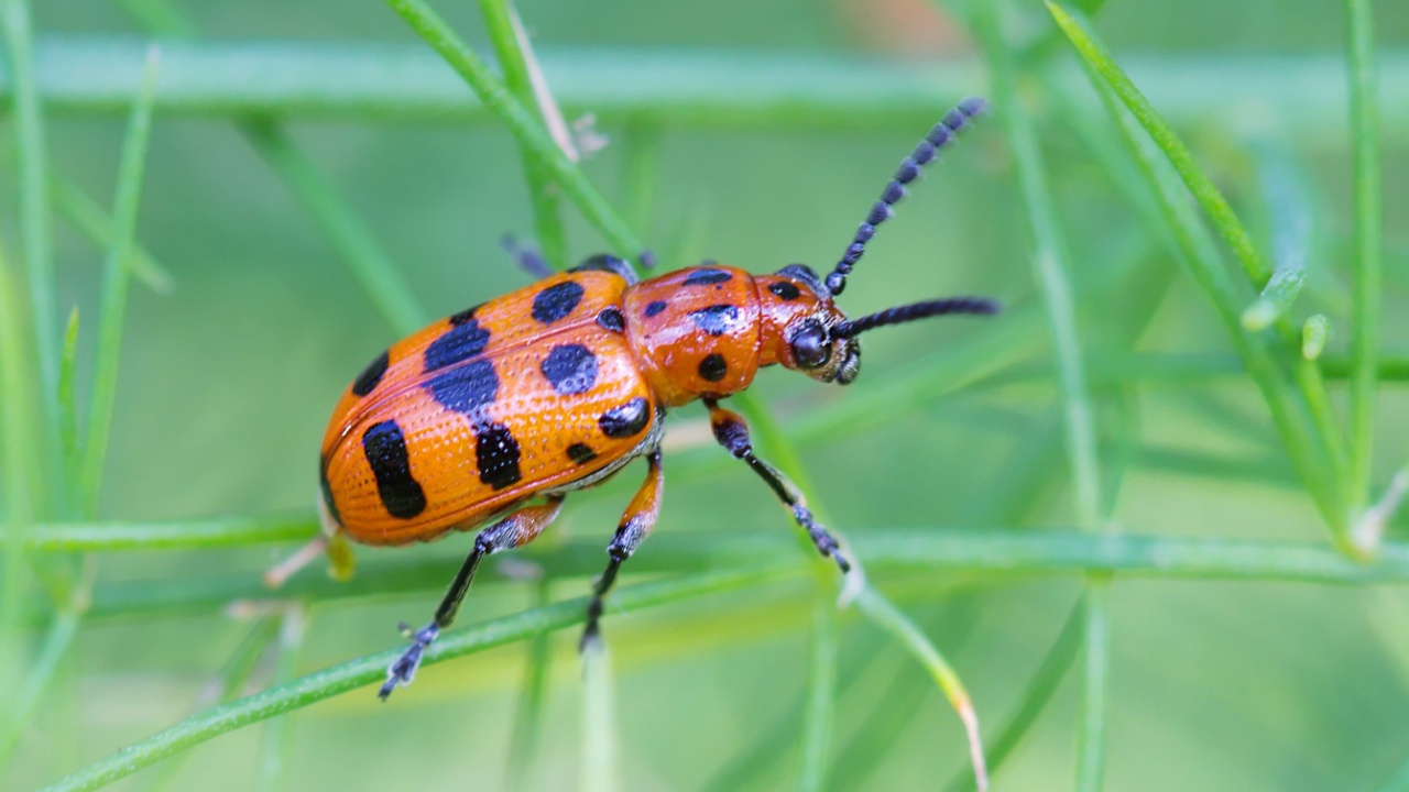 Orange beetle This beetle can be used to power the fruits of asparagus.