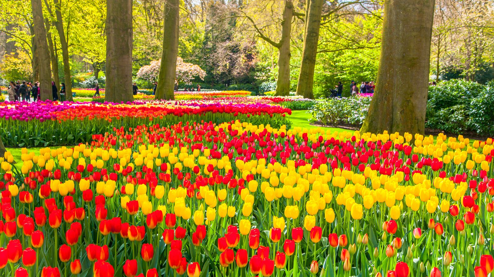 A field of colorful tulips in Keukenhof.