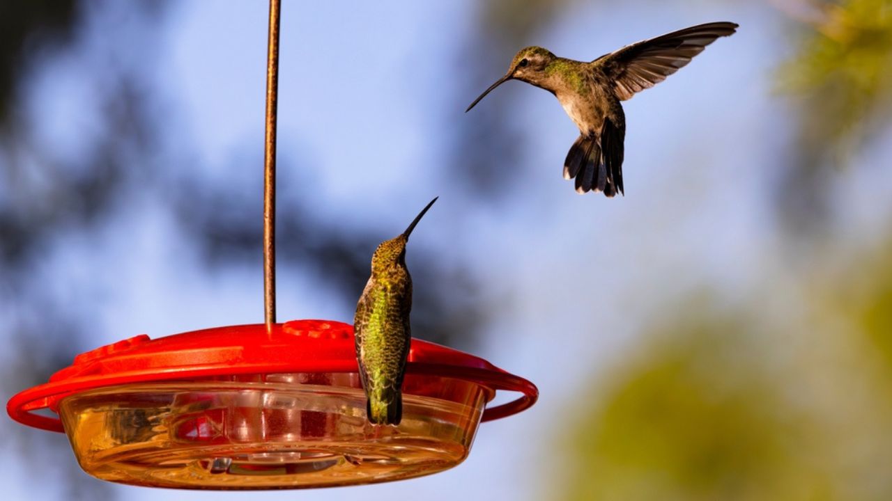 Two territorial Broad tailed Hummingbirds bring lively action to hummingbird feeder in Tucson, Arizona