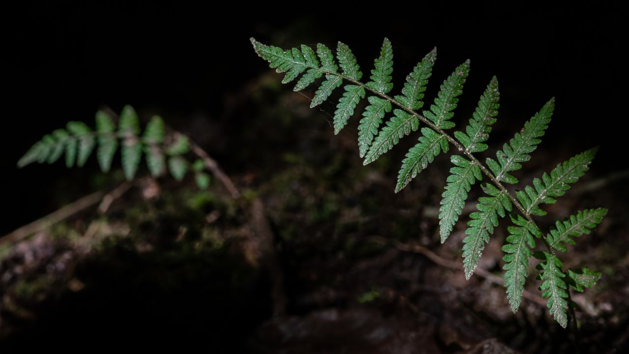 Southern lady fern (Athyrium asplenioides)