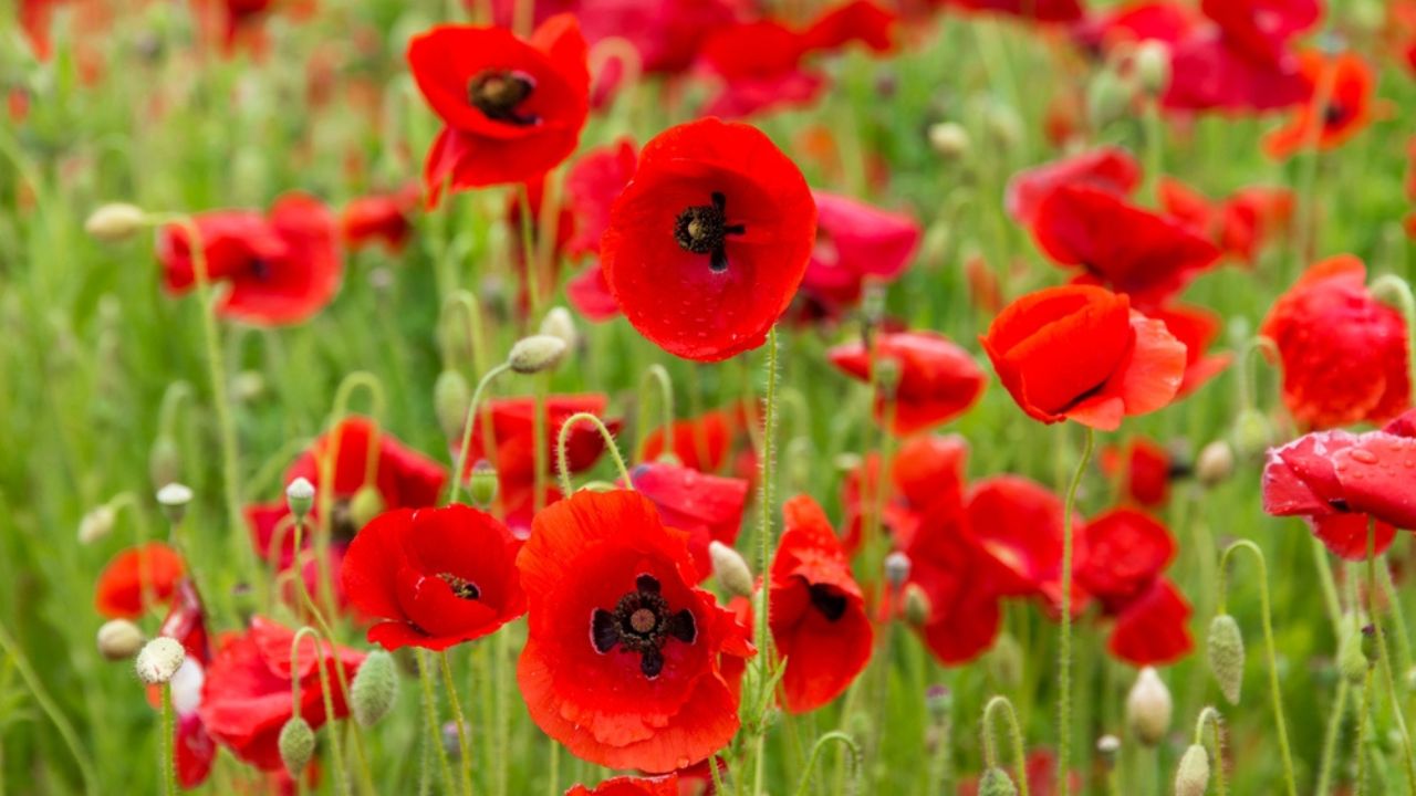 View of the poppy flowers in the field (1)