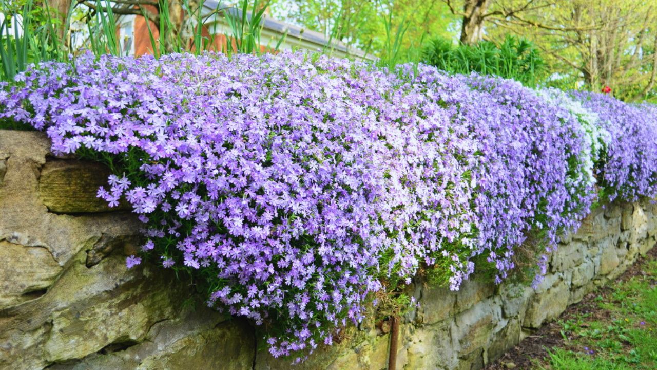 White and purple Creeping phlox cascading over an old stone wall in the Spring