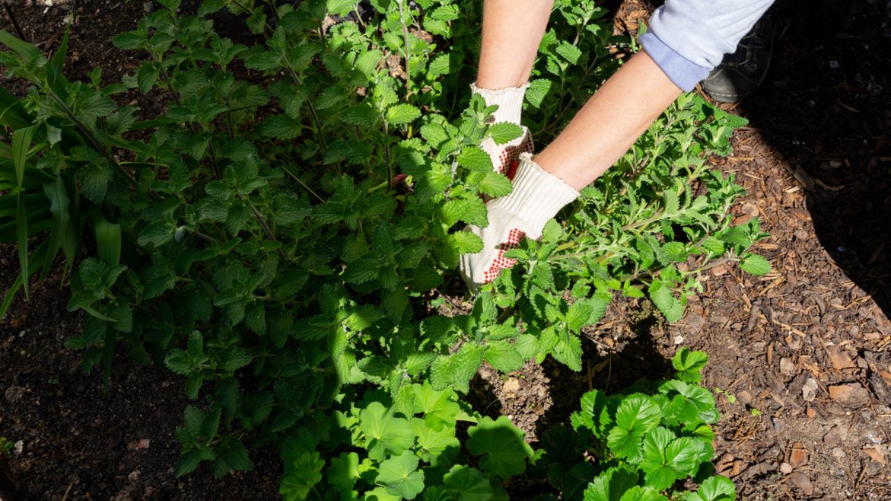 Woman pruning catnip in the garden bed Woman pruning catnip in the garden bed