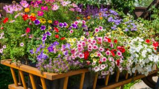 Wooden cart full of petunia flowers. Landscaping in the park.