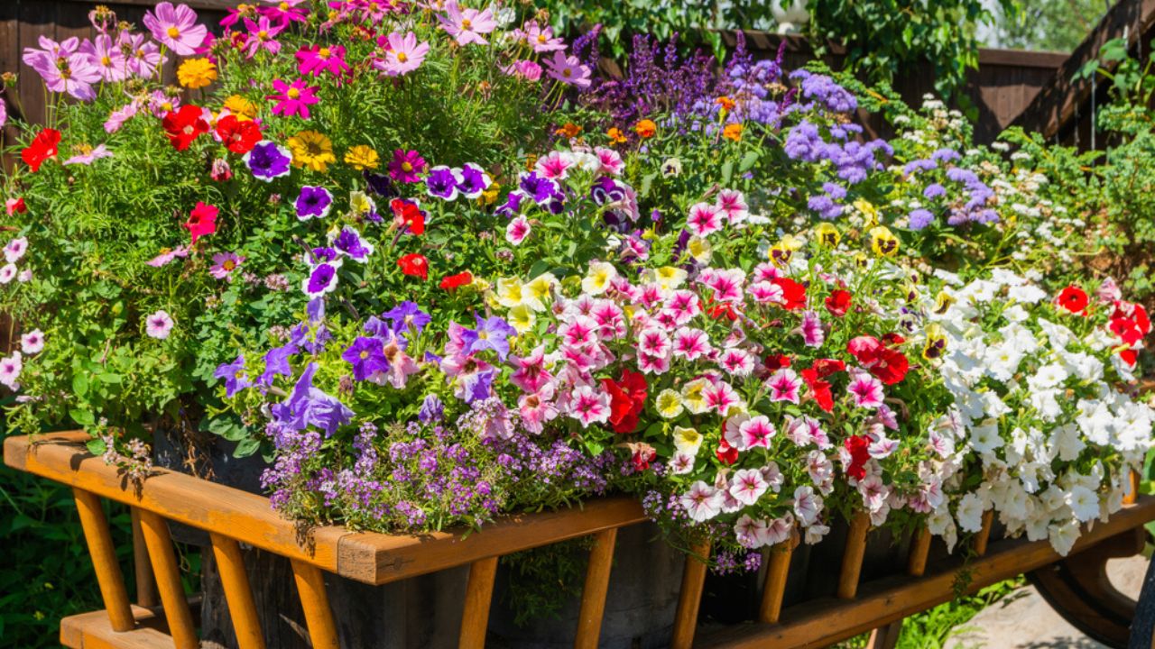 Wooden cart full of petunia flowers. Landscaping in the park.