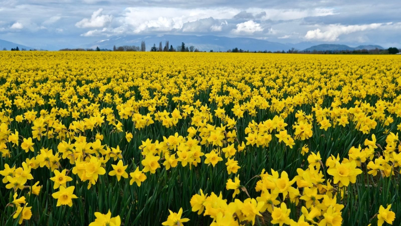 Yellow daffodil field blooming in spring. Skagit Valley Tulip Festival. Mount Vernon. Seattle. Washington. United States.
