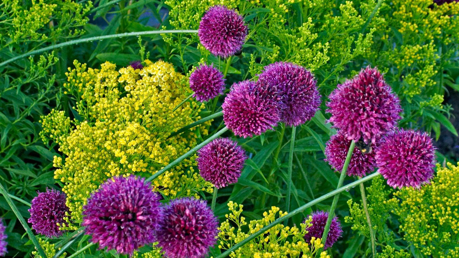 allium flowers globes against yellow blooming flower.