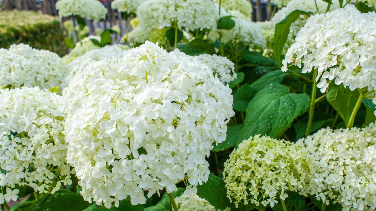 Annabelle hydrangea flowers.